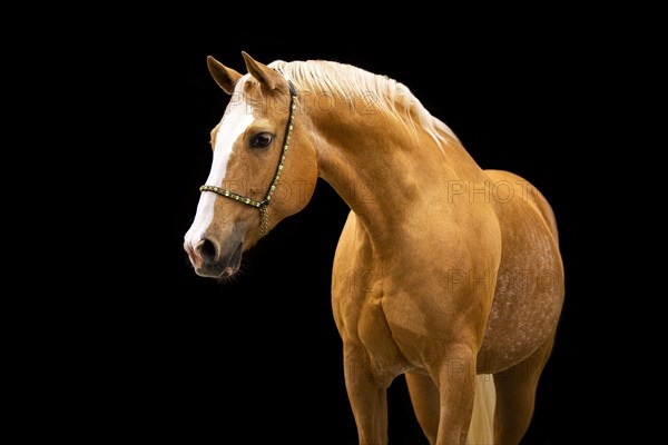 Quarter Horse mare Palomino in portrait with halter in front of black background