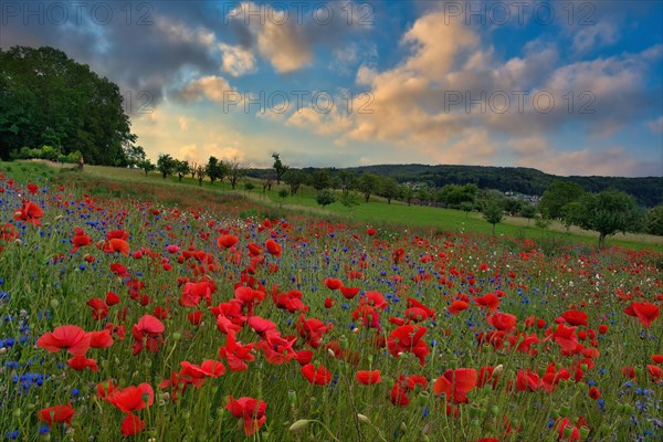 Blossoming poppy field in the morning light