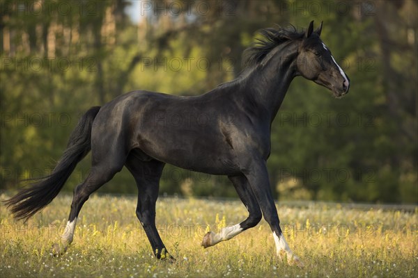 Warmblood black gelding at the trot on pasture