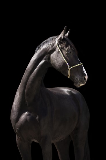 Warmblood gelding black black in portrait with halter in front of black background