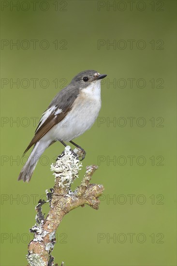 European Pied Flycatcher