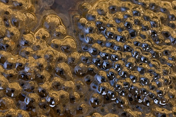 Frogspawn from the water frog