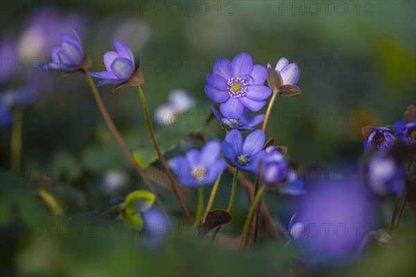 Blue Liverwort