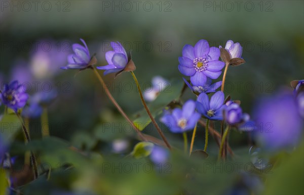 Blue Liverwort