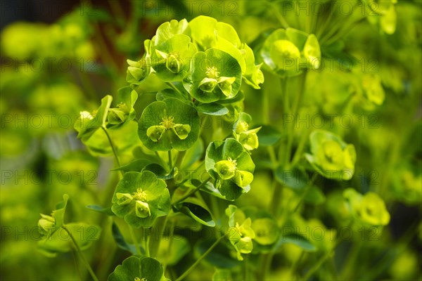 Balkan spurge