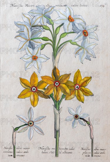 Daffodils