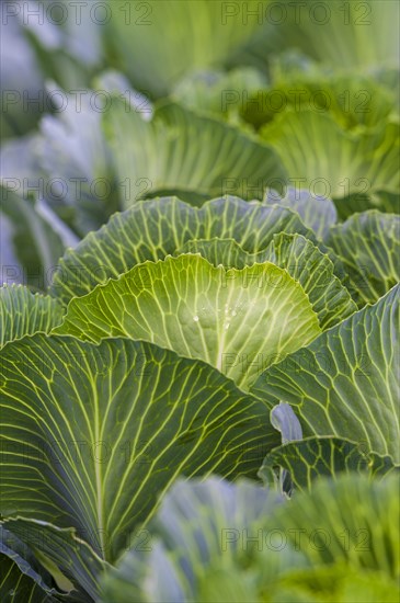 White cabbage