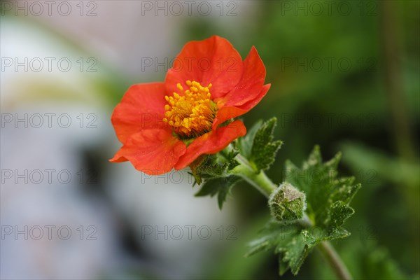 Flower of Garden avens