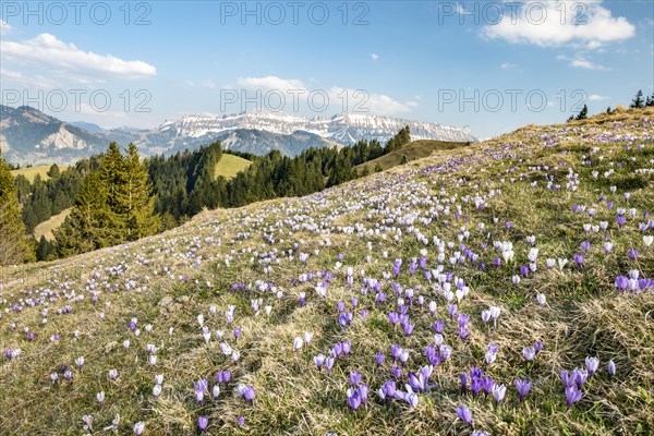 Meadow with flowering purple Crocus