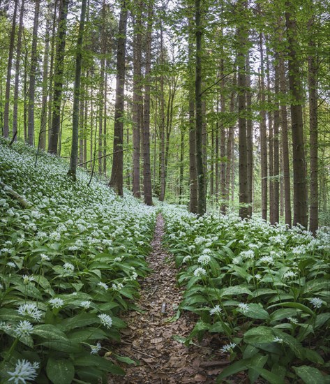 Flowering Ramsons