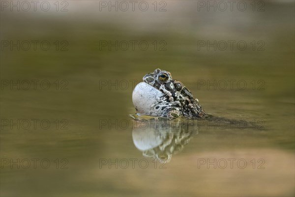 European green toad