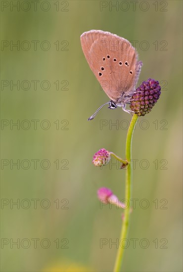 Dusky large blue