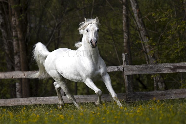 Thoroughbred Arabian grey stallion in spring on the pasture