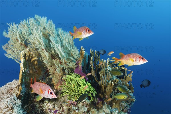 Coral block with different stony corals