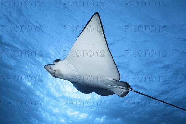 Spotted eagle ray