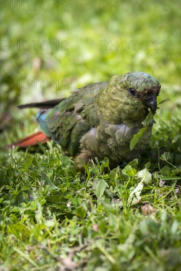 Austral parakeet