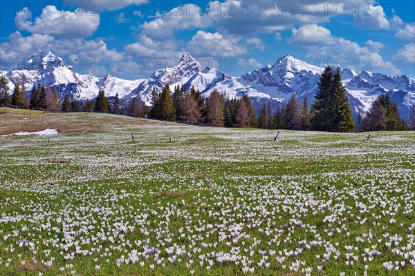 Maiensaess with flowering crocuses