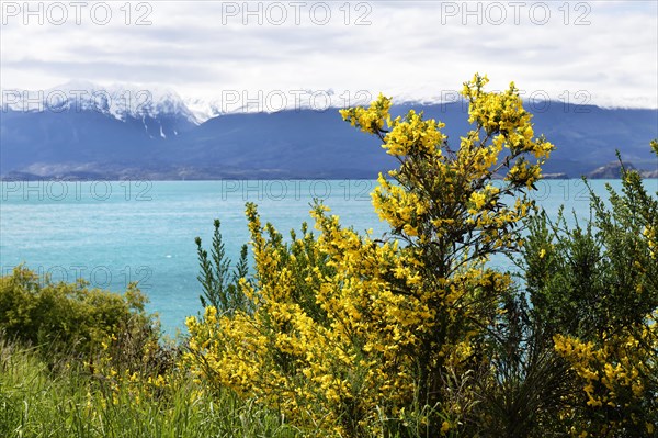 Yellow broom bushes in front of General Carrera Lake
