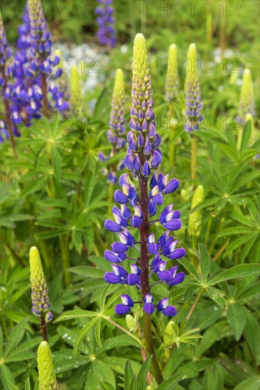 Violet flowering Lupins