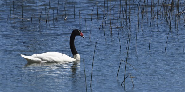 Black-necked Swan