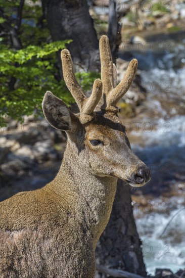 Male South Andean Deer