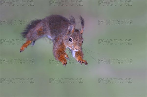 Eurasian red squirrel