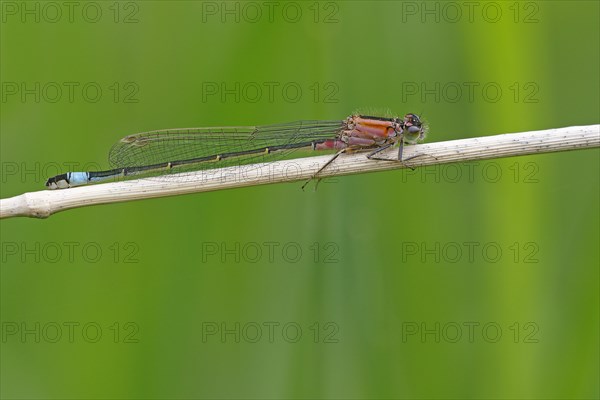 Blue-tailed damselfly