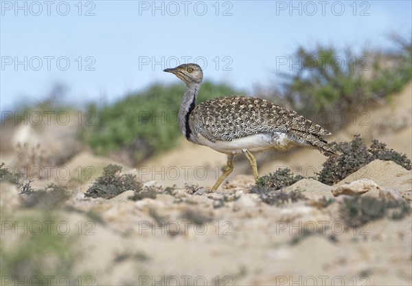 Houbara bustardmales