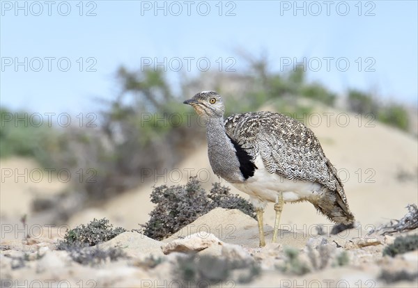 Houbara bustardmales