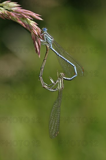 White-legged damselfly