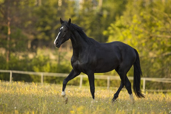 Warmblood black gelding at the trot on pasture