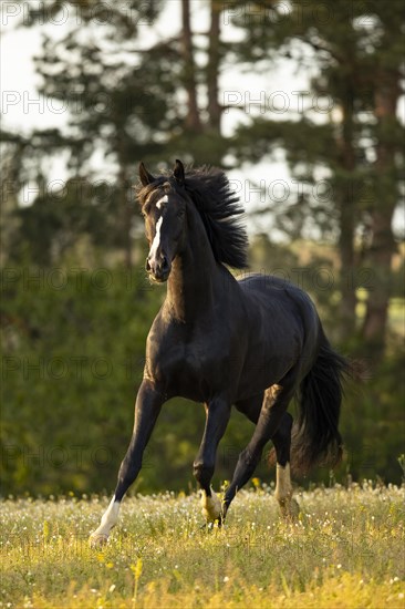 Warmblood black gelding at the trot on pasture