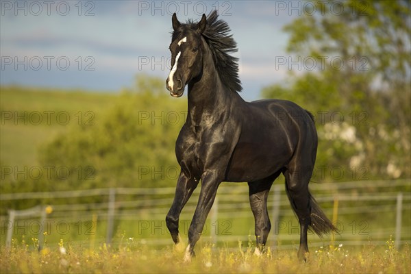 Warmblood black gelding at the trot on pasture