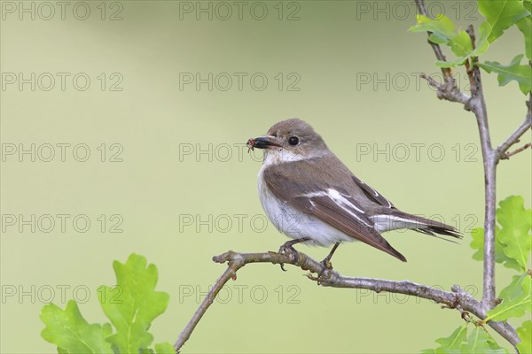 European Pied Flycatcher