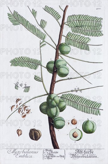 Indian gooseberry or amlas tree