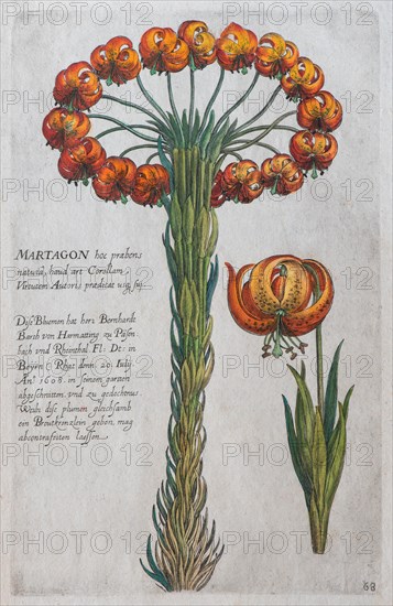 Martagon lily