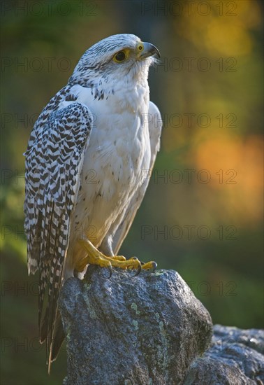 Gyrfalcon