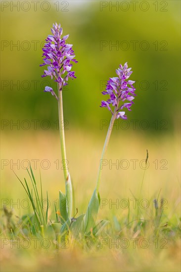 Military orchid
