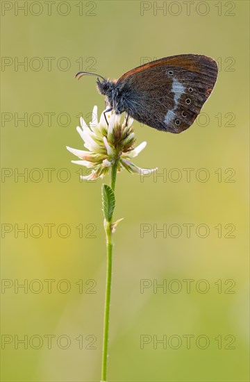 Pearly heath