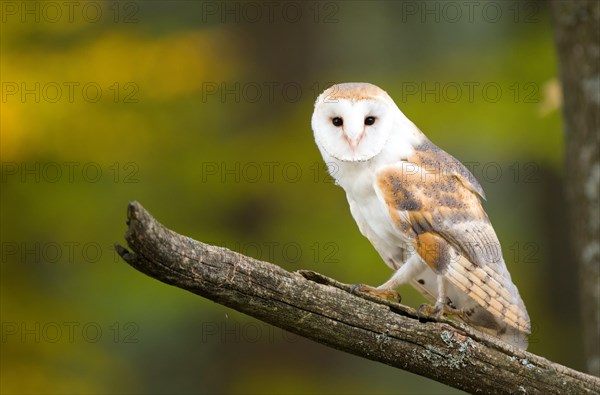 Common barn owl