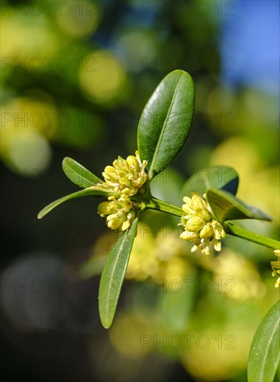 Flowers and leaves of Common box