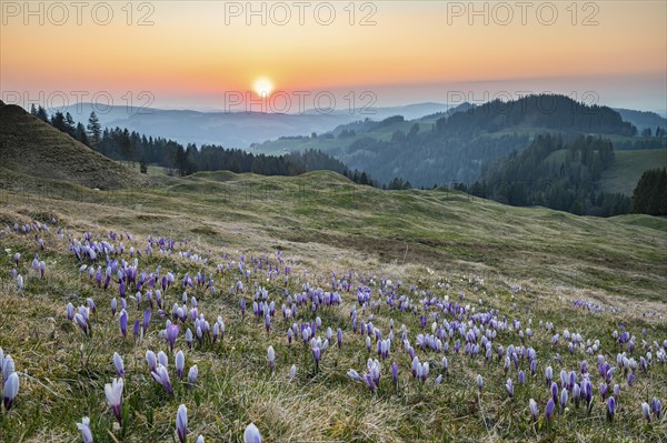 Meadow with flowering purple Crocus