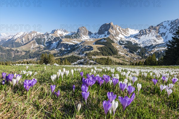 Blossoming crocus meadow near Gurnigelpass