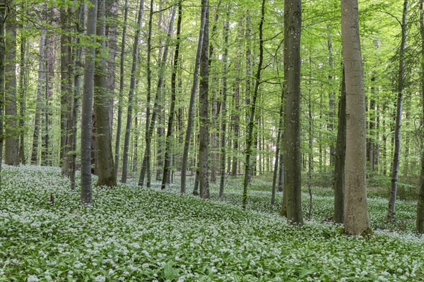 Flowering Ramsons