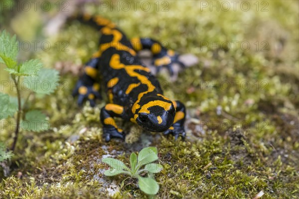 Fire salamander