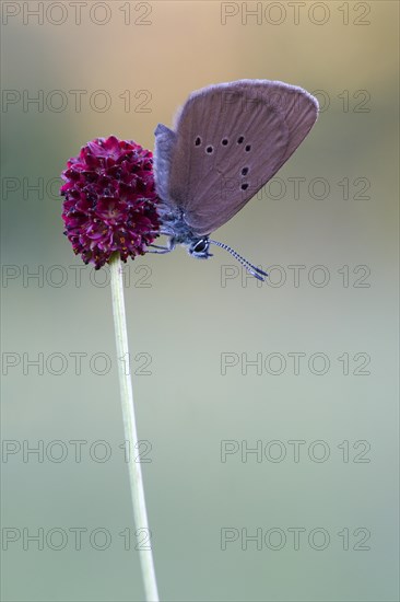 Dusky large blue