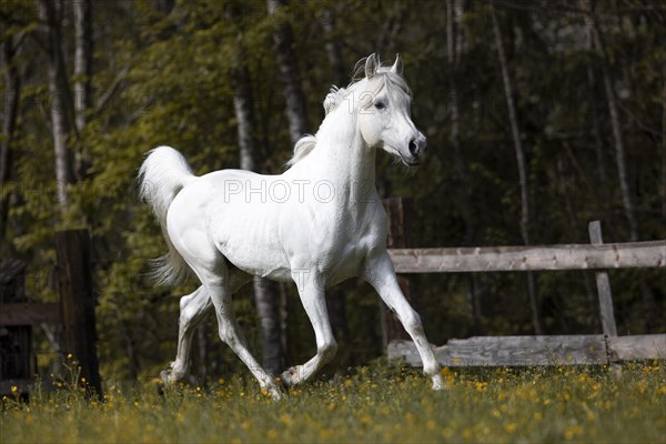 Thoroughbred Arabian grey stallion in spring on the pasture