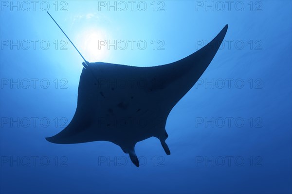 Reef manta ray