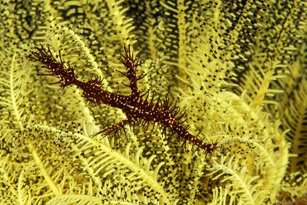 Ornate ghost pipefish