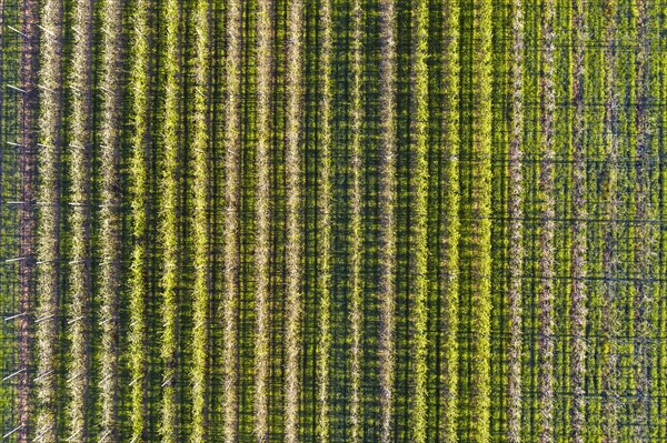 Apple plantation from above